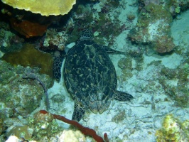 141 Sleeping Hawksbill Sea Turtle IMG 5722